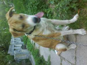 Donez catea LABRADOR