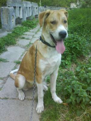 Donez catea LABRADOR