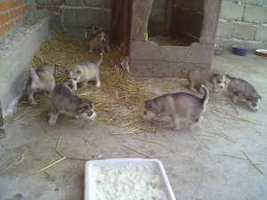 husky siberian pui cu pedigree (5 saptamani)