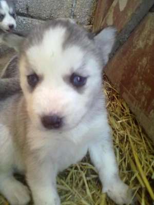 husky siberian pui cu pedigree (5 saptamani)