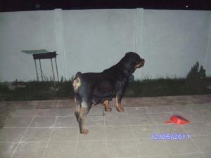 Vand pui Rottwiler