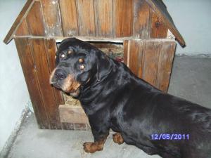 Vand pui Rottwiler