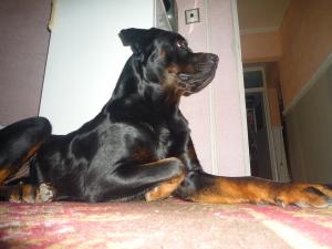 Vand pui Rottwiler
