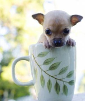 chihuahua