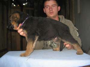 Pui ciobanesc german cu pedigree