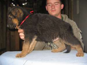Pui ciobanesc german cu pedigree