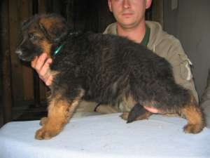 Pui ciobanesc german cu pedigree