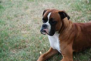 Pierdut Boxer