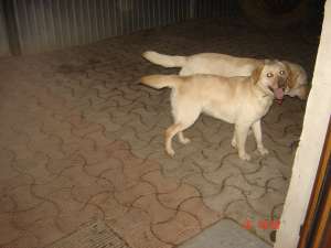 PUIUT LABRADOR AURIU