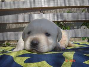 PUIUT LABRADOR AURIU
