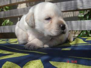 PUIUT LABRADOR AURIU