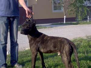 Ofer mascul Presa Canario pt. monta (in Arad).