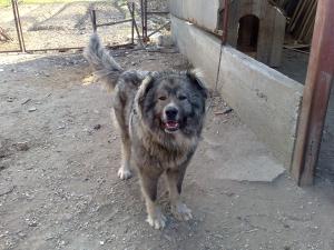 Ciobanesc CAUCAZIAN-BUCOVINA