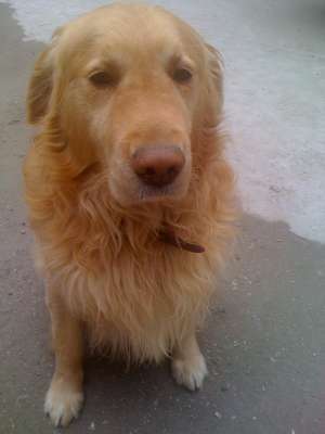 Golden Retriever caut pereche