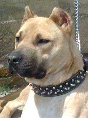 vand amstaff
