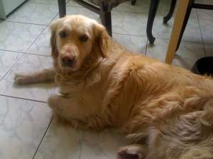 Vand pui rasa golden retriever