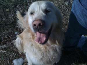 Vand pui rasa golden retriever
