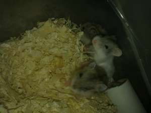 ofer urgent spre adoptie hamsteri