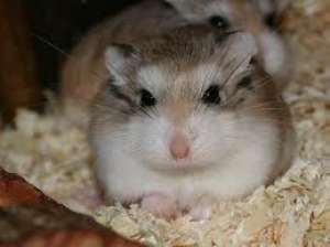 ofer urgent spre adoptie hamsteri