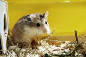 ofer urgent spre adoptie hamsteri