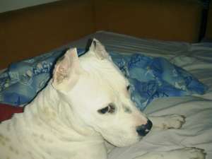 Vand catelusa amstaff 8 luni