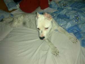 Vand catelusa amstaff 8 luni