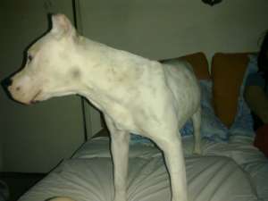 Vand catelusa amstaff 8 luni