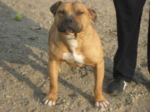 Mascul Amstaff pt monta Arges