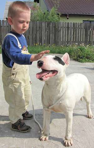 Oferta adoptie Bull Terrier femela