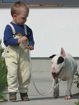 Oferta adoptie Bull Terrier femela