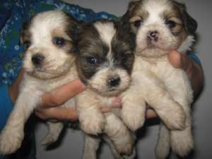 Vand Bichon Havanez