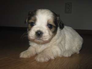 Vand Bichon Havanez