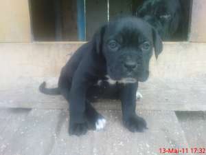 cane corso de vanzare