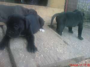 cane corso de vanzare