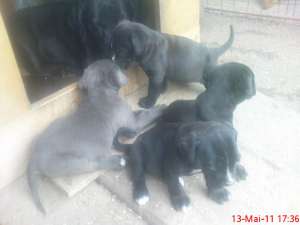 cane corso de vanzare