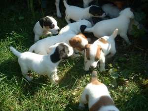 Catei Jack Russel Terrier