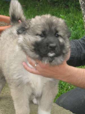 vand cani caucazieni deosebiti