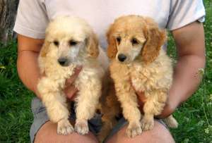 Vand catei  canis(pudel)pitic