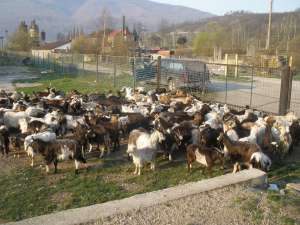 Vand capre