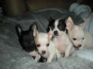 Chihuahua si Jack Russel terier de vanzare