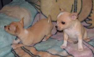 Chihuahua si Jack Russel terier de vanzare