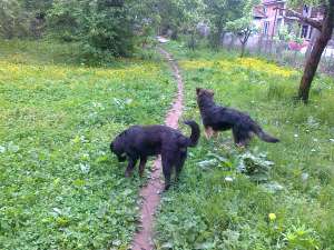 Ofer spre adoptie 2 cateluse
