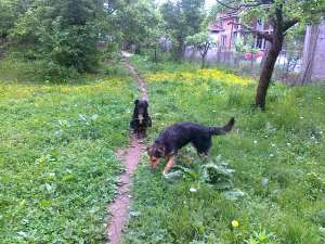 Ofer spre adoptie 2 cateluse