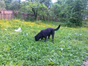 Ofer spre adoptie 2 cateluse