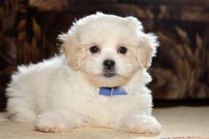 Bichon Bolognese