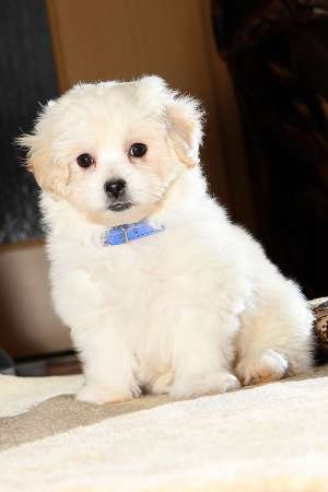 Bichon Bolognese