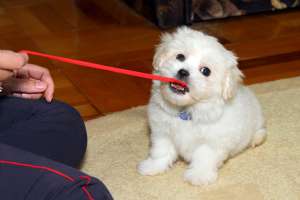 Bichon Bolognese
