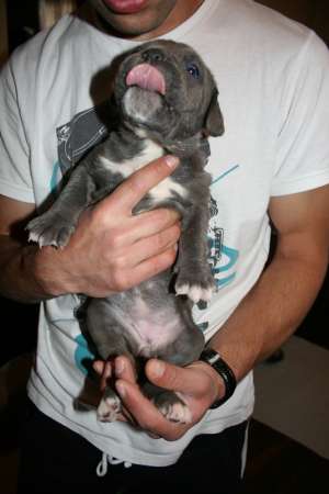 VAND CANE CORSO