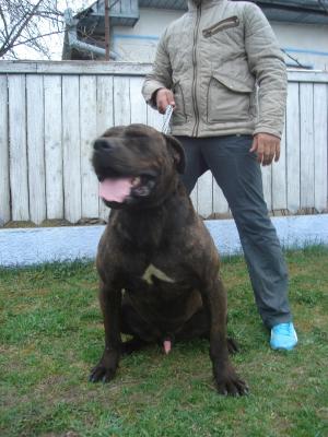 mascul dogo canario