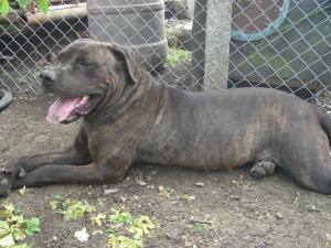mascul dogo canario